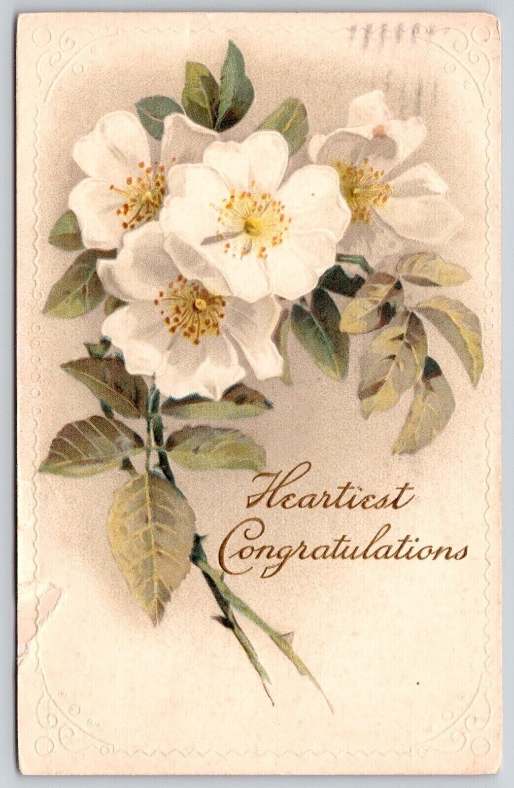 Postcard Heartiest Congratulations White Flower Antique Embellished PM Goshen IN