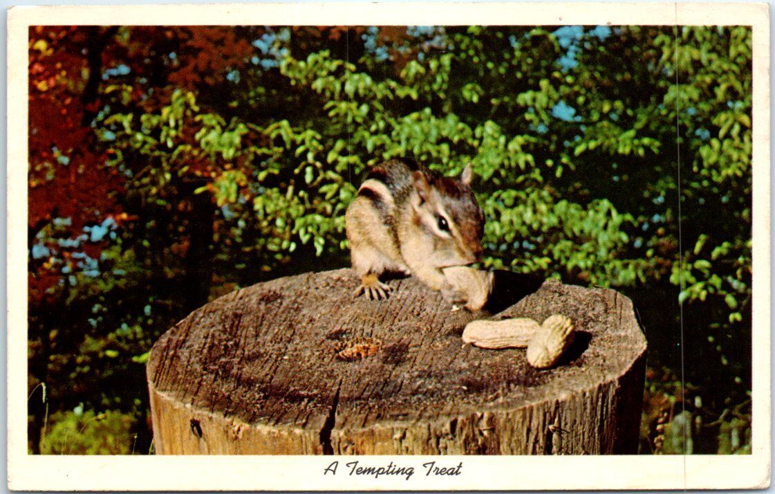 Postcard - A Tempting Treat - Squirrel