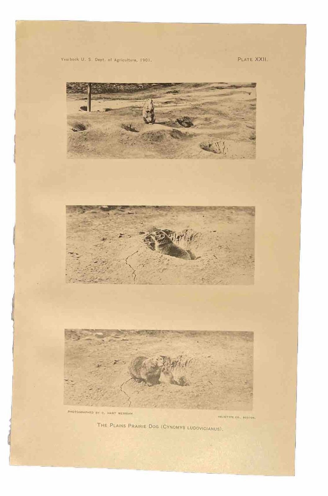 1901 Prairie Dog Antique Photographs 9” X 5.5” 