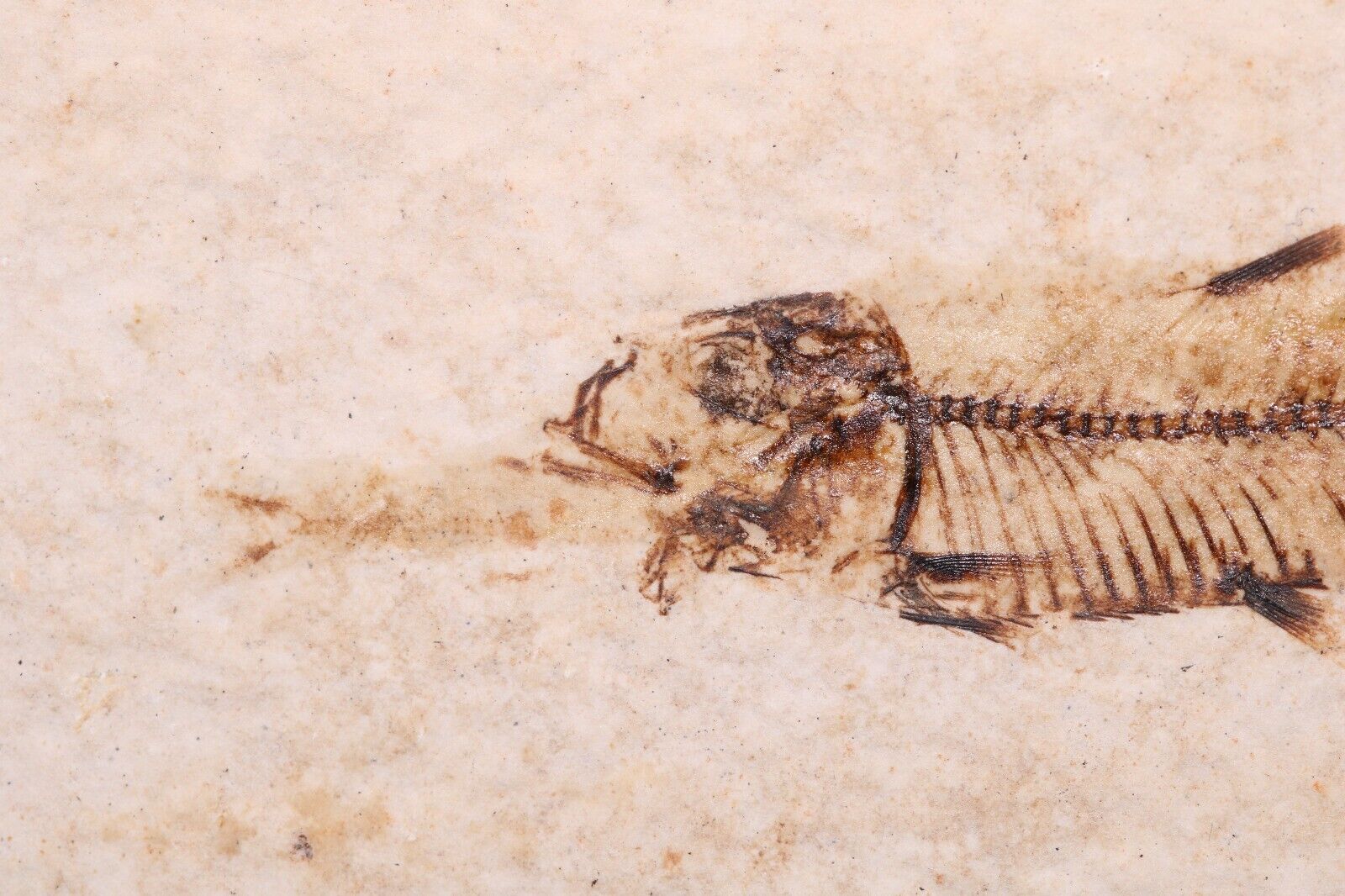 Ultra Rare Knightia as Predator Aspiration Fish Fossil Lake Wyoming Wy COA 6231