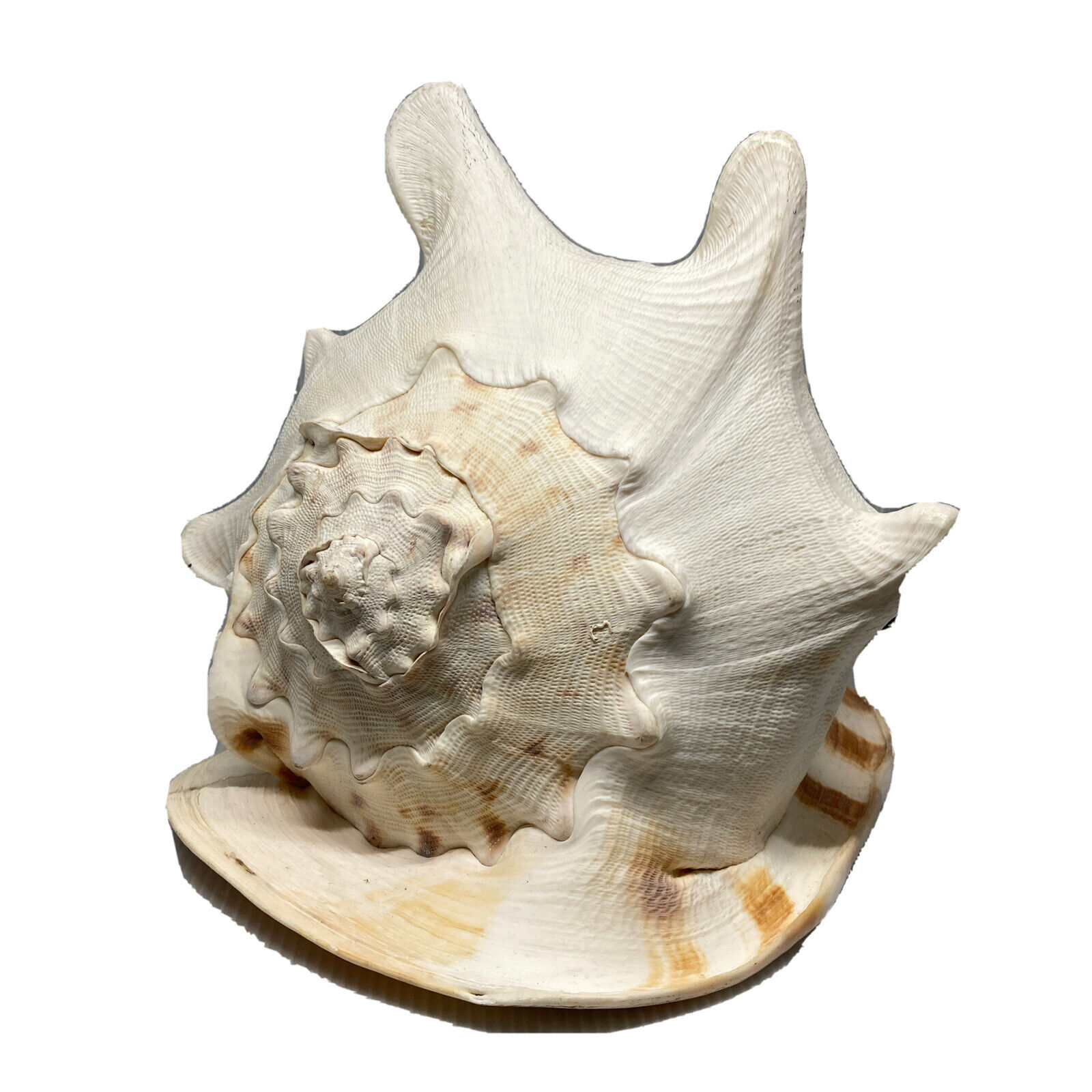 Horned Helmet Conch Shell Extremely Large. See Photos Read Description