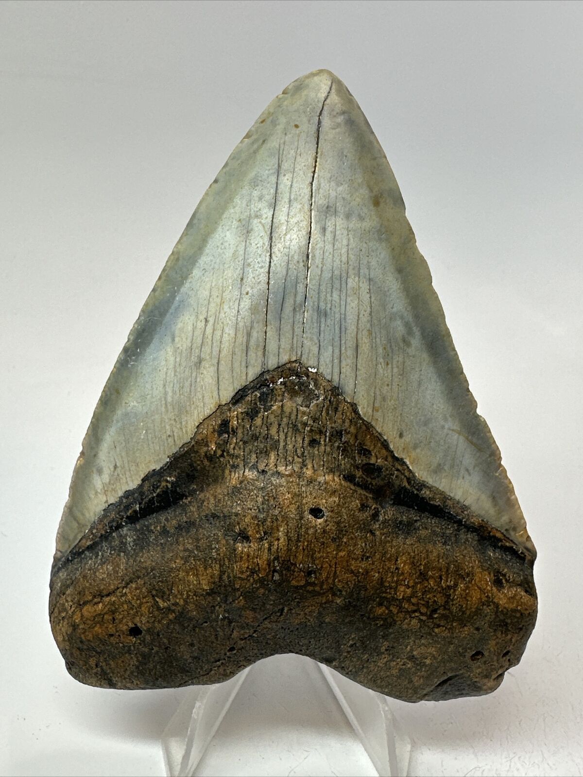 Megalodon Shark Tooth - Carolina - Natural Fossil - Authentic 18253