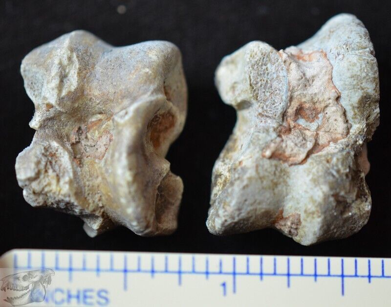Pair of Oreodont Astragalus, Ankle Fossils, Merycoidodon culbertsoni, SD, O1475