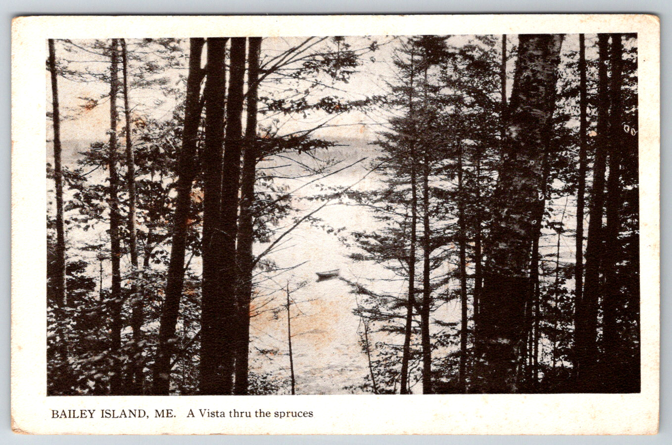 c1910s Bailey Island Maine Vista Through Spruces Antique Postcard