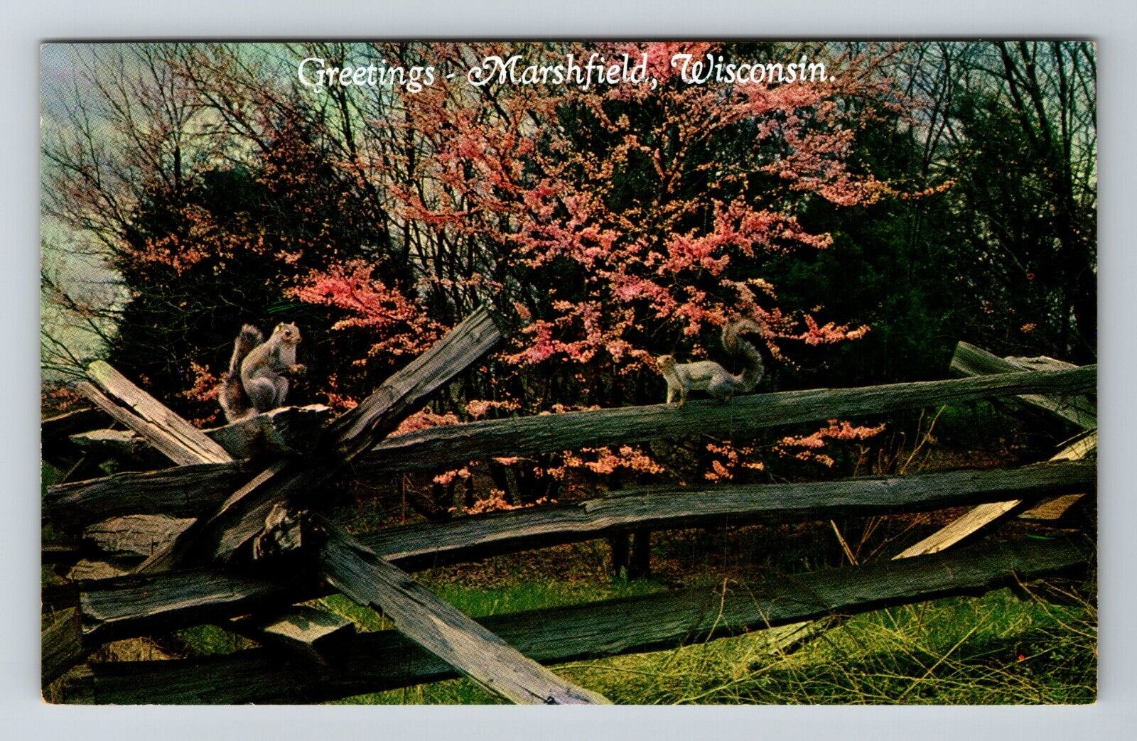 Marshfield WI-Wisconsin, Scenic Greetings, Fence, Vintage Postcard