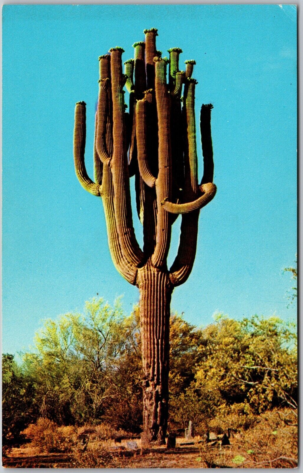 Postcard Vintage Saguaro Cactus Largest Cactus United States Arizona AZ