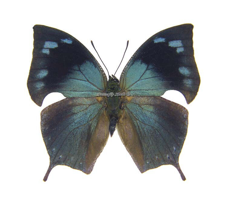 Unmounted Butterfly/Nymphalidae - Memphis acidalia memphis, male, Peru