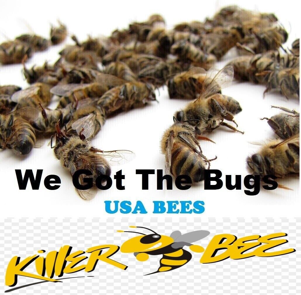 14 REAL Killer Honeybees *DRY* SPECIMEN INSECT TAXIDERMY HELP SAVE THE BEES 