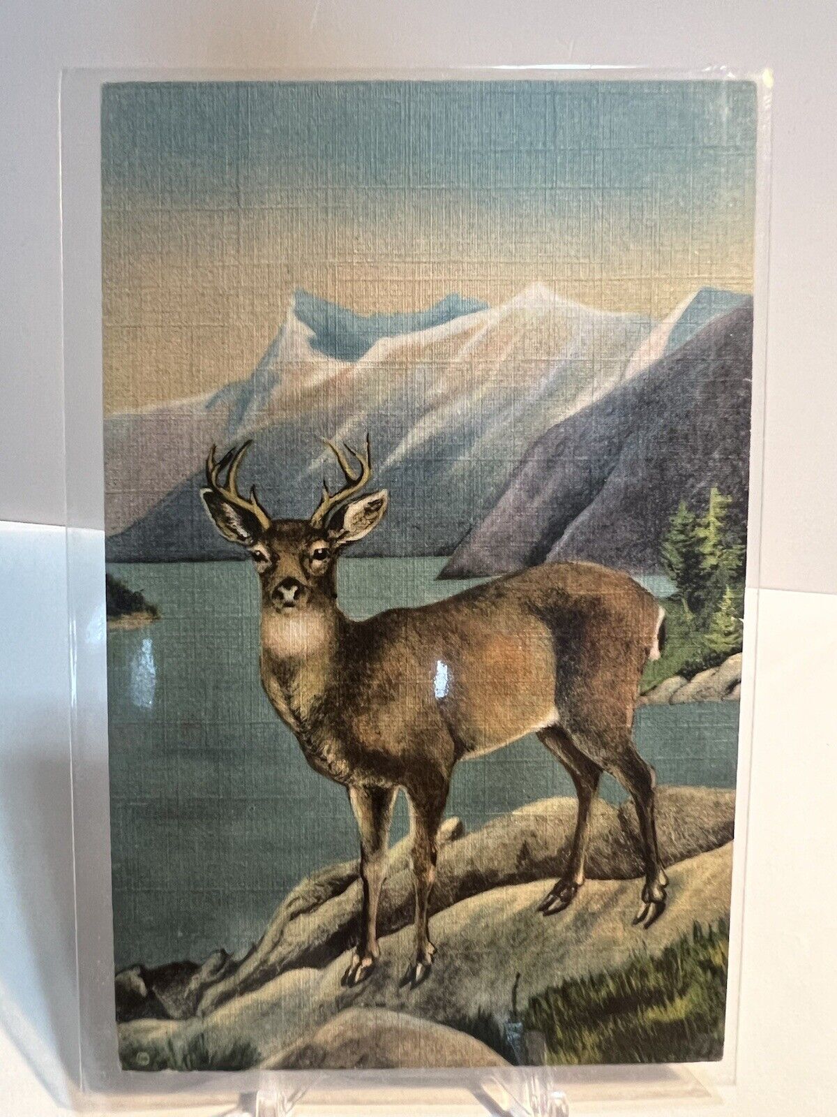 c1940s Blacktail Deer Sitka Alaska Vintage Linen Postcard