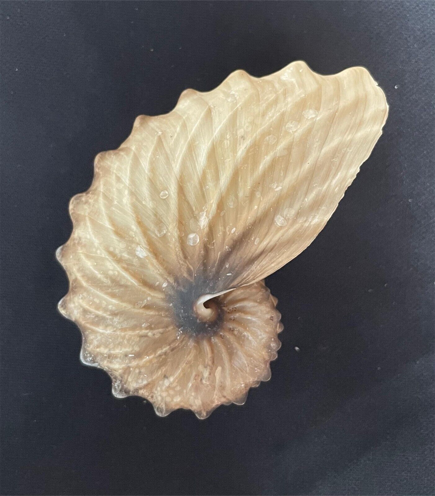 Sea shells Argonauta hians 92.5mm BIG