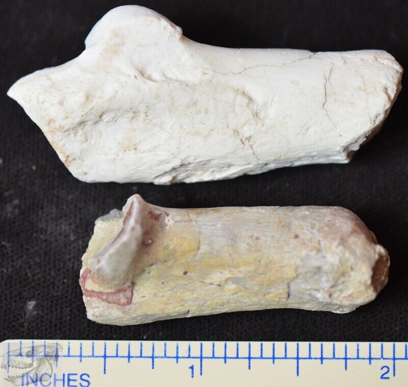 Pair of Oreodont Calcaneus, Ankle Fossils, Merycoidodon culbertsoni, SD, O1461