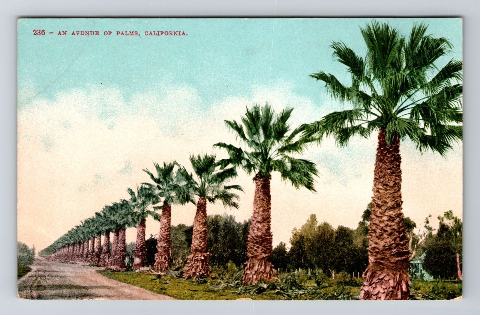 CA-California, An Avenue of Palms, Vintage Postcard
