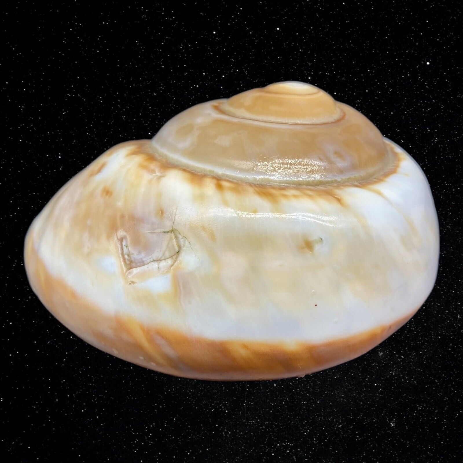 Vintage Natica Natural White Brown Seashell Decor 3.5”