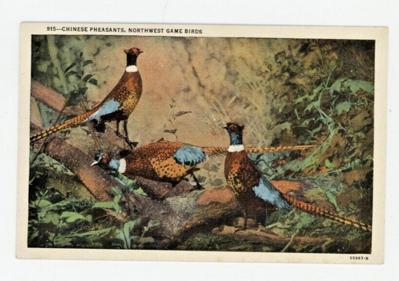 Vintage Animal  Postcard  BIRDS     CHINESE PHEASANTS    LINEN    UNPOSTED
