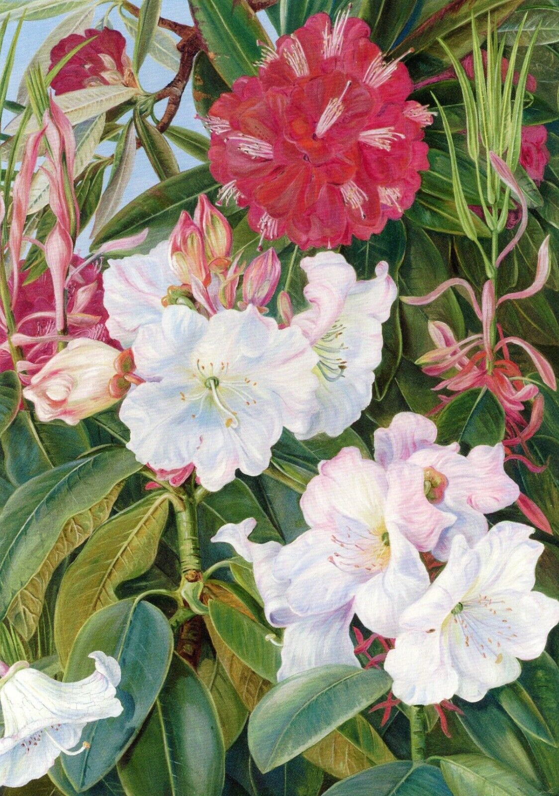 Flowers of Two Indian Rhododendrons by Marianne North (1830-1890) --POSTCARD