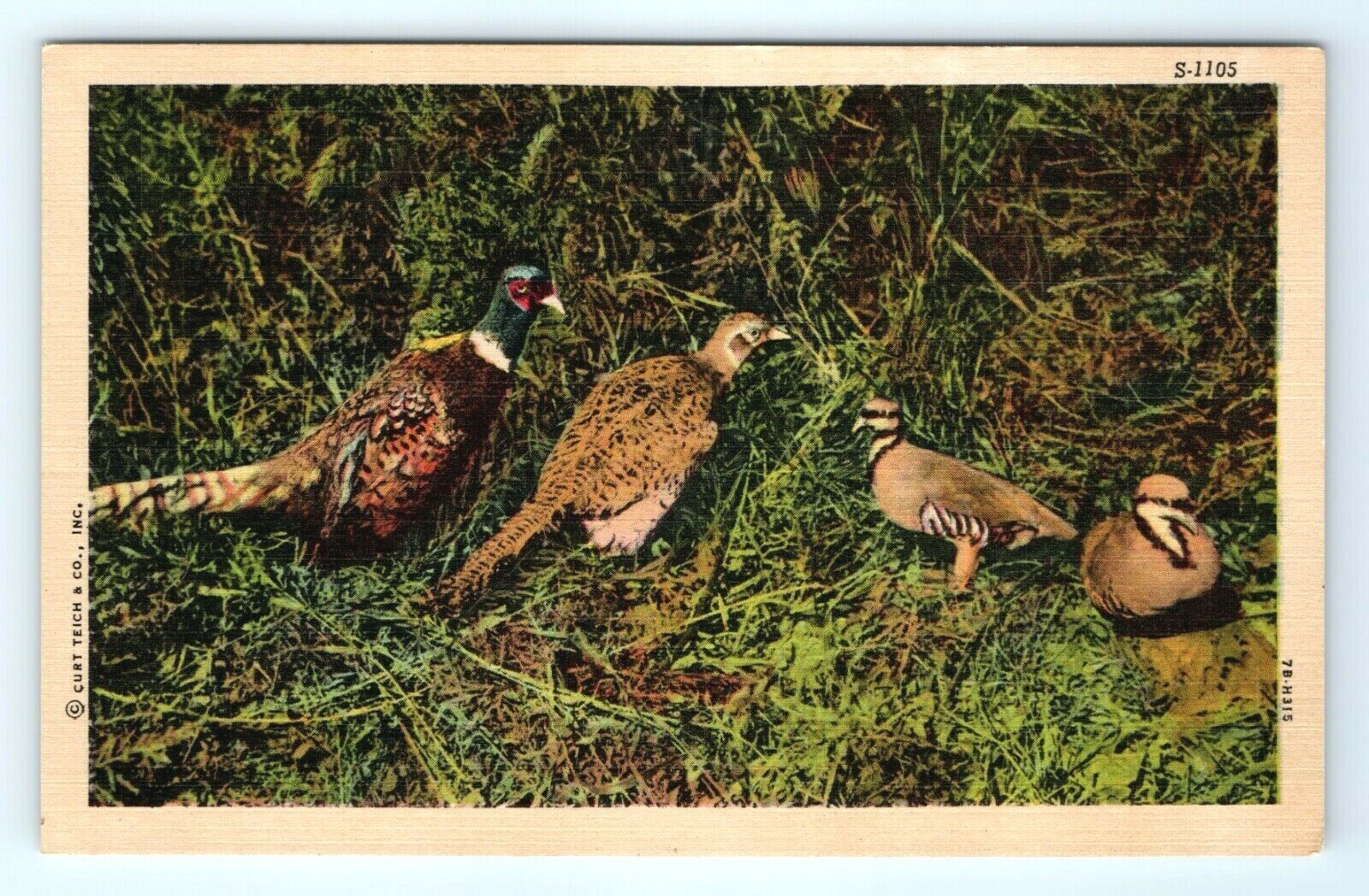 Vintage Postcard Linen Pheasants Curt Teich