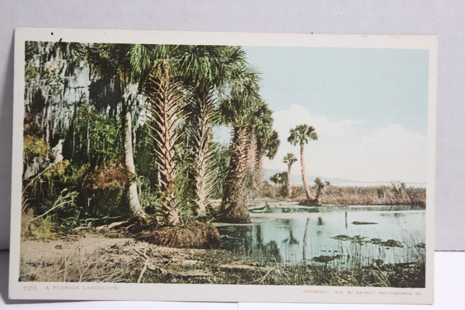 A Florida Landscape, Swamp, Palm Trees, UDB