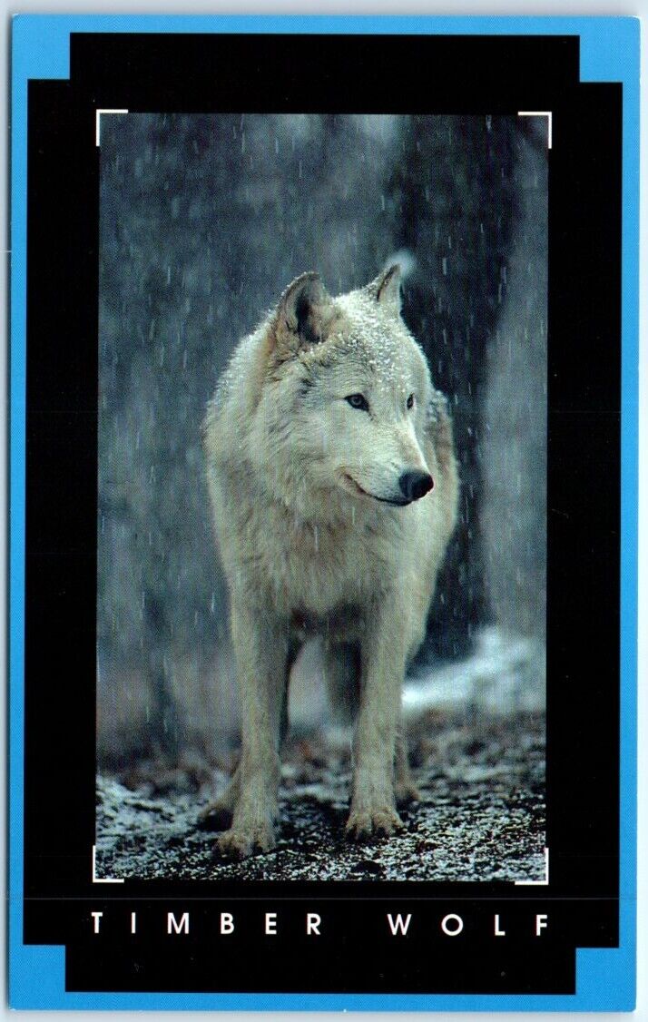 Postcard - Timber Wolf