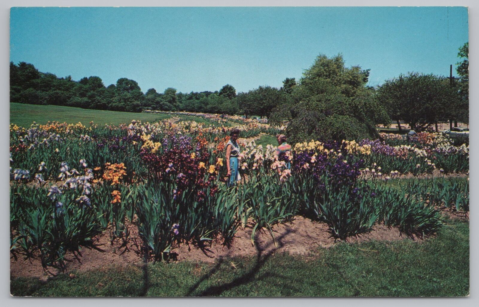 Montclair New Jersey~Mountainside Park~Presby Memorial Iris Garden~1950s Pc