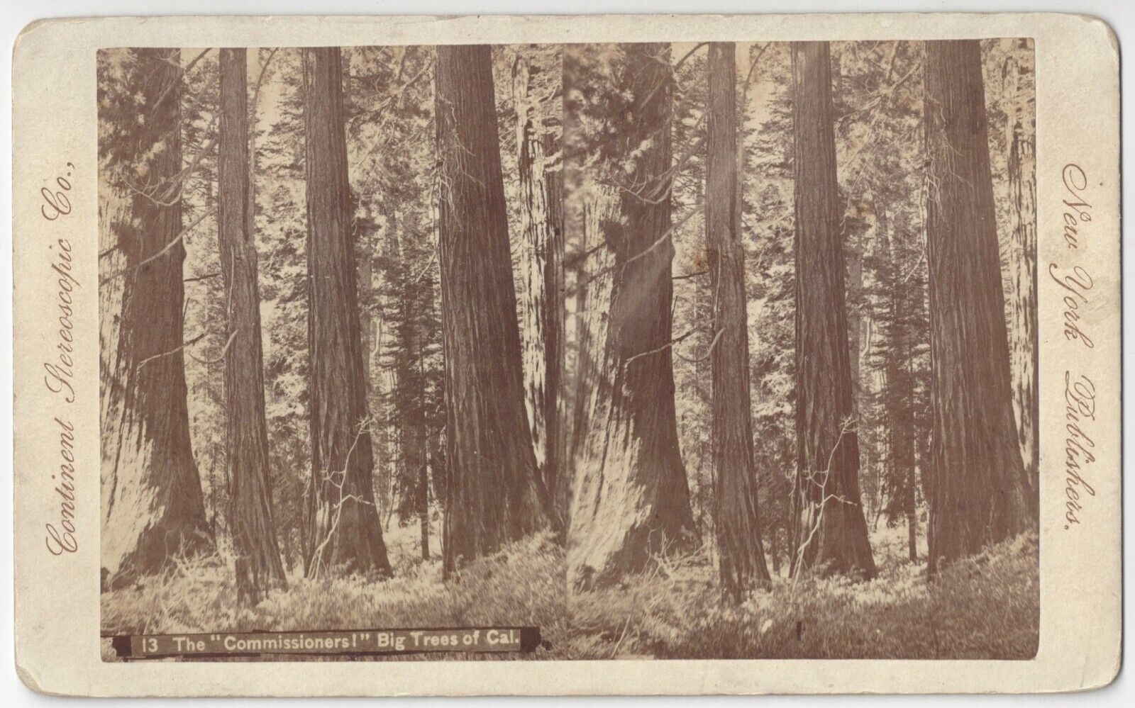 1880\'s Calaveras County, California Big Trees STEREOVIEW - Giant Redwoods