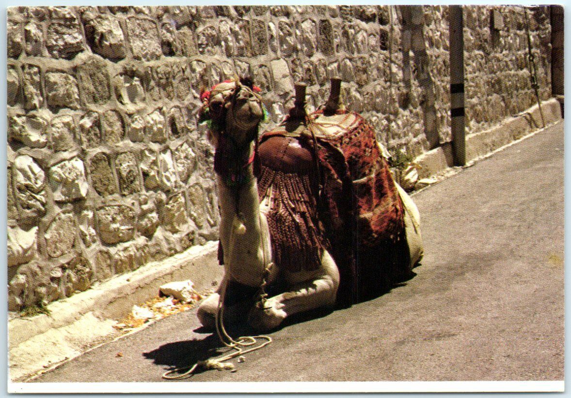 Postcard - Camel