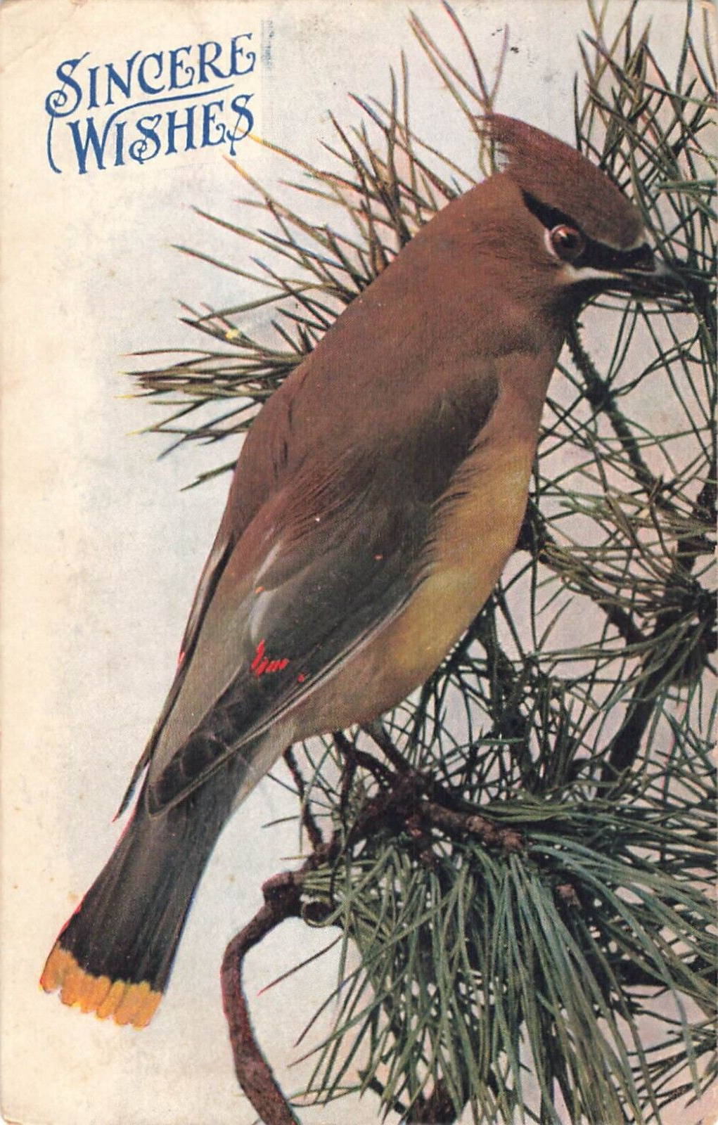 1909 Sincere Wishes Nature Bird Postcard 5.5\