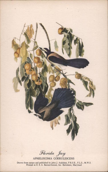Birds Florida Jay John J. Audubon Postcard Vintage Post Card