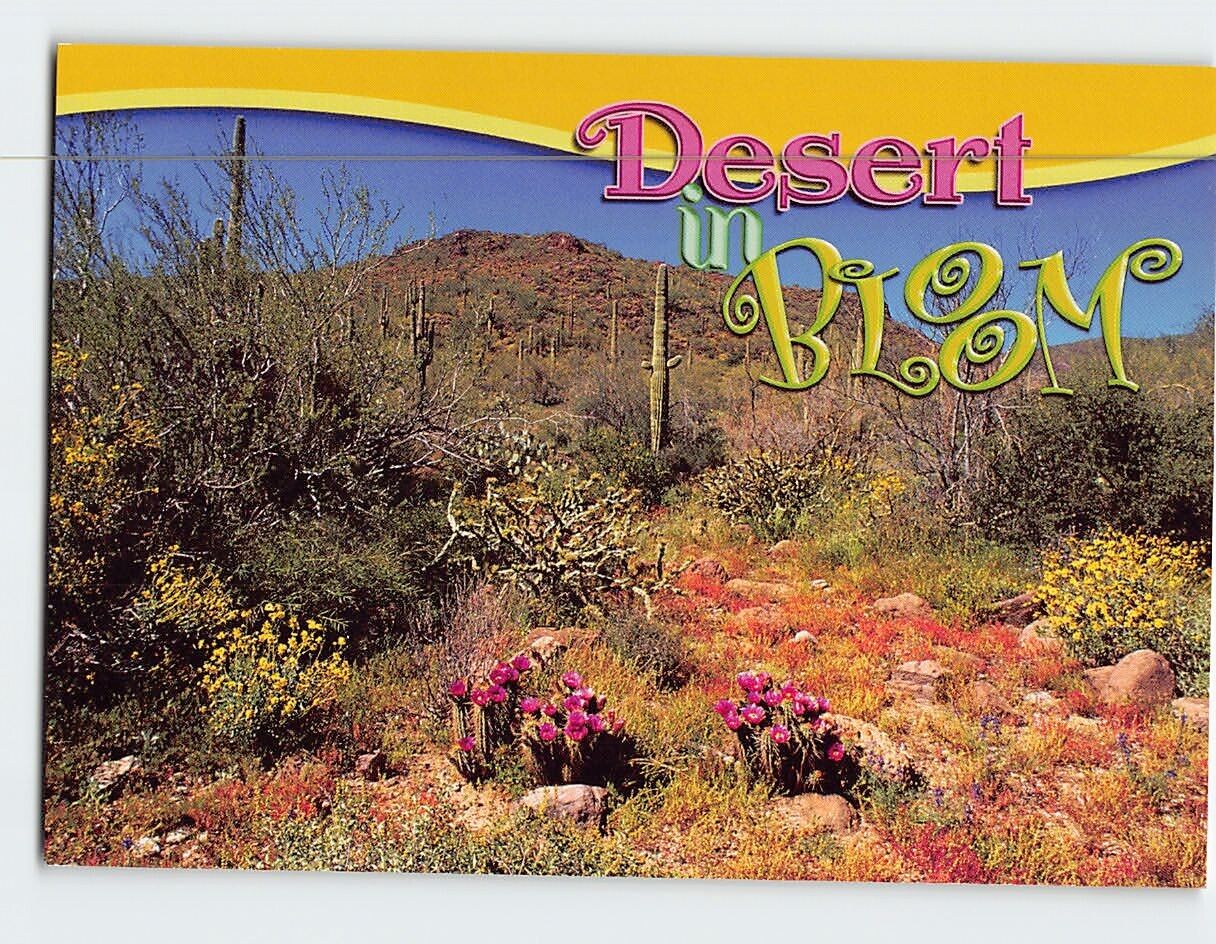 Postcard Desert in Bloom