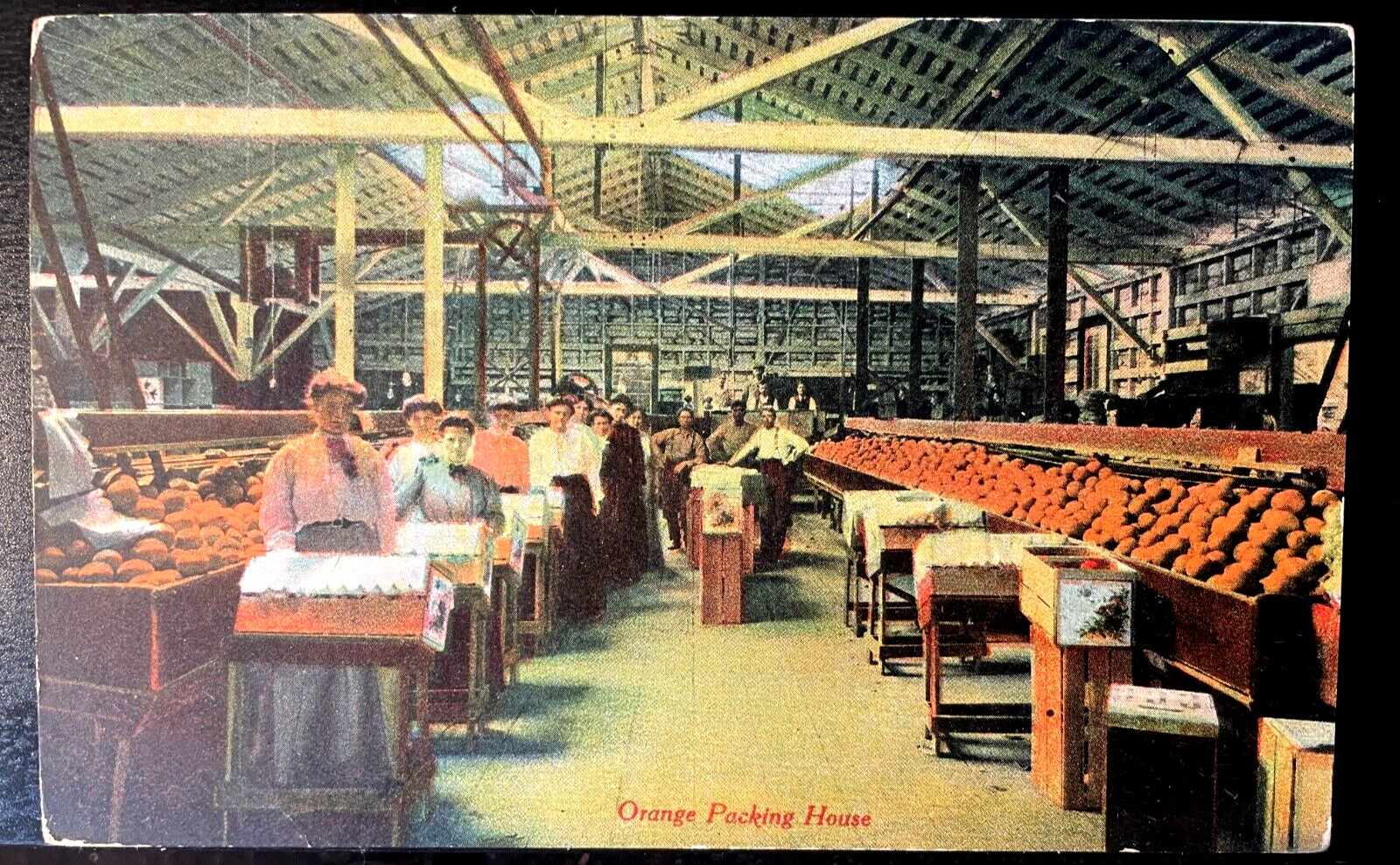 Vintage Postcard 1907-915 Orange Packing House, Florida (FL)