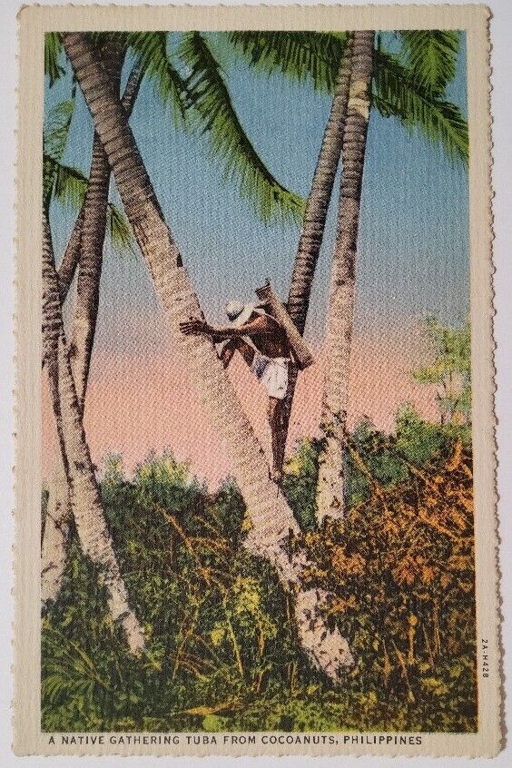 1932 A Native Gathering Tuba Philippines Linen Postcard Photo Souvenir 2A-H428