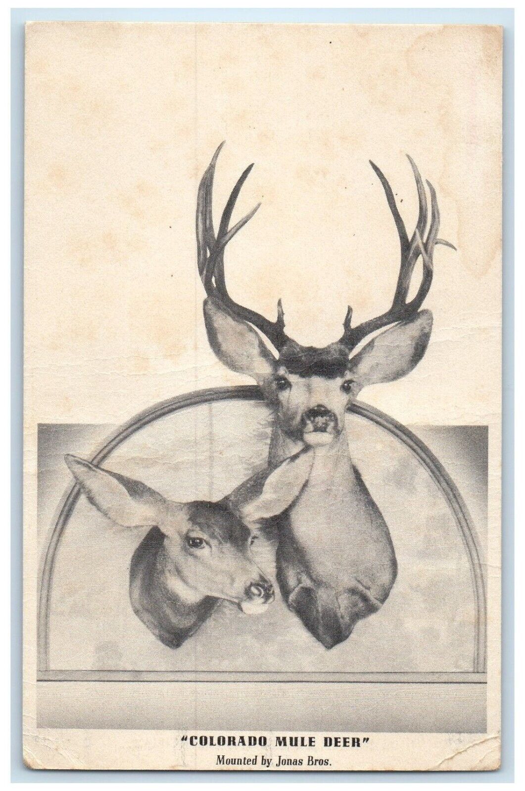 c1910's Colorado Mule Deer Taxidermy Denver Colorado CO Antique Postcard