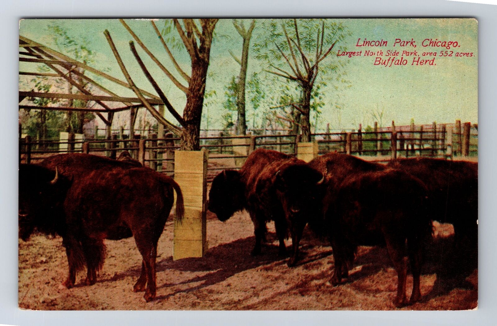 Chicago IL-Illinois, Lincoln Park, Buffalo Herd, Antique Vintage Postcard