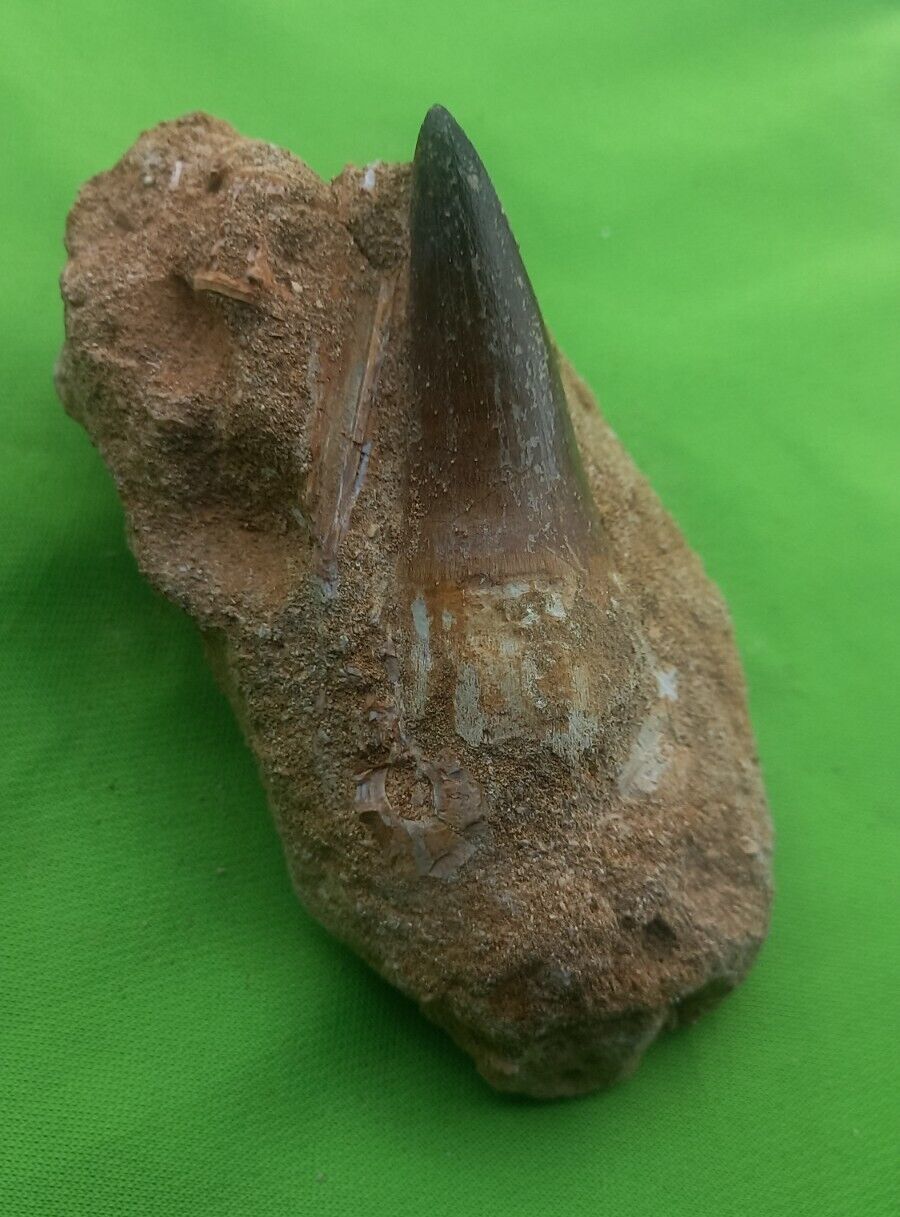 2.1 Inches Mosasaur Teeth Fossilized Mosasaurus tooth in its matrix from Morocco