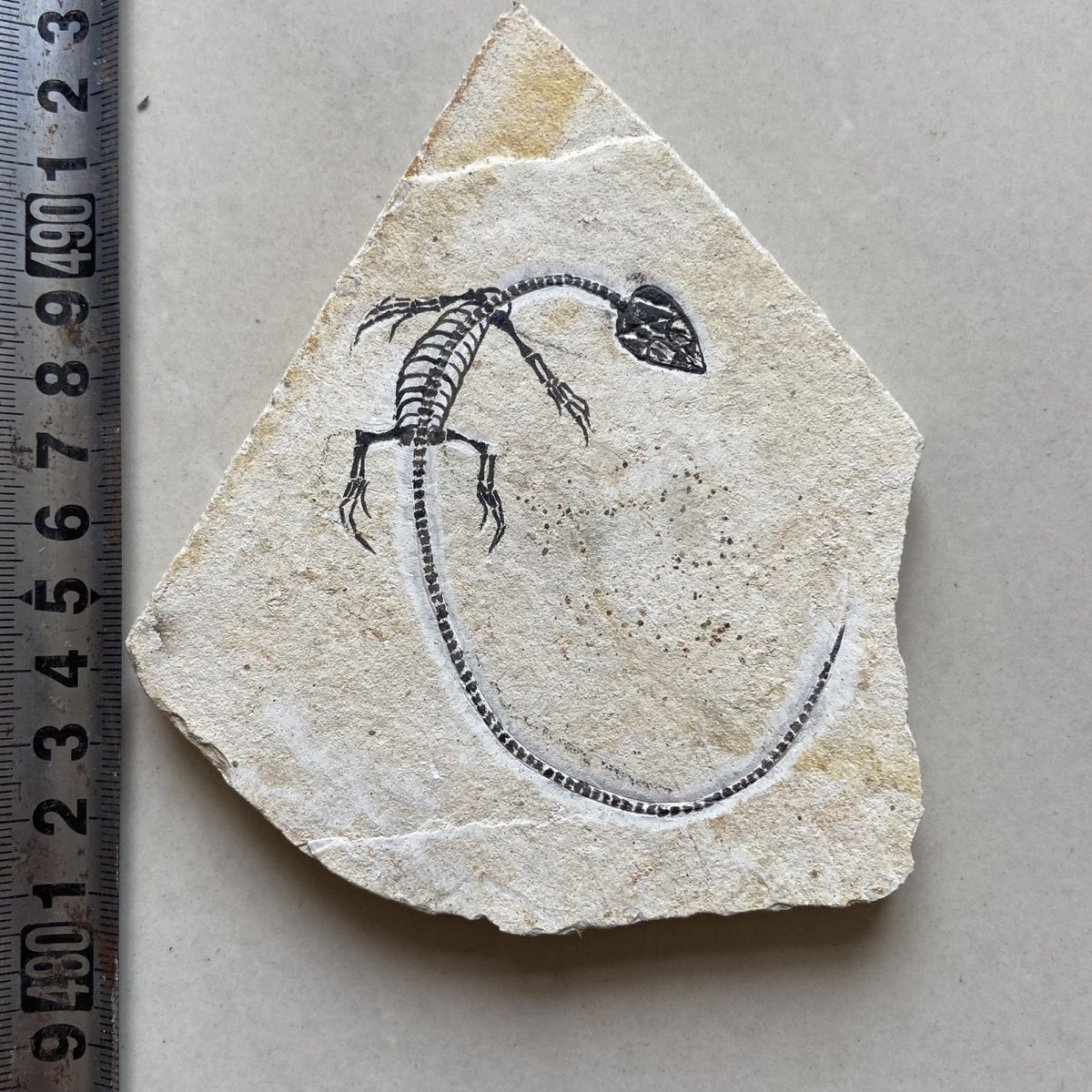Unique and authentic collection of aquatic lizard fossils
