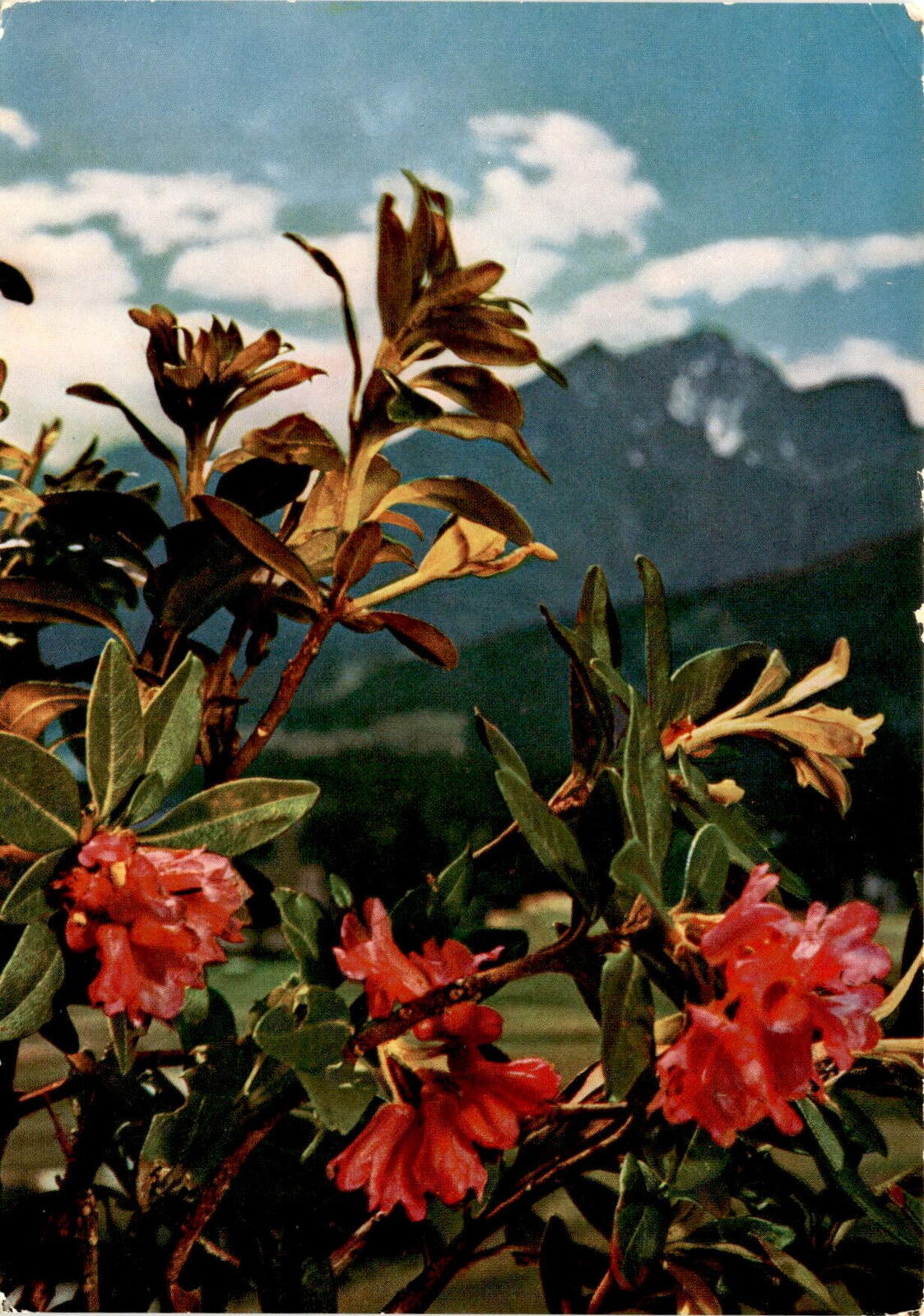 Schwaz, Austrian Alps, Alpenrosen, nature lovers, outdoor enthusiasts, Postcard