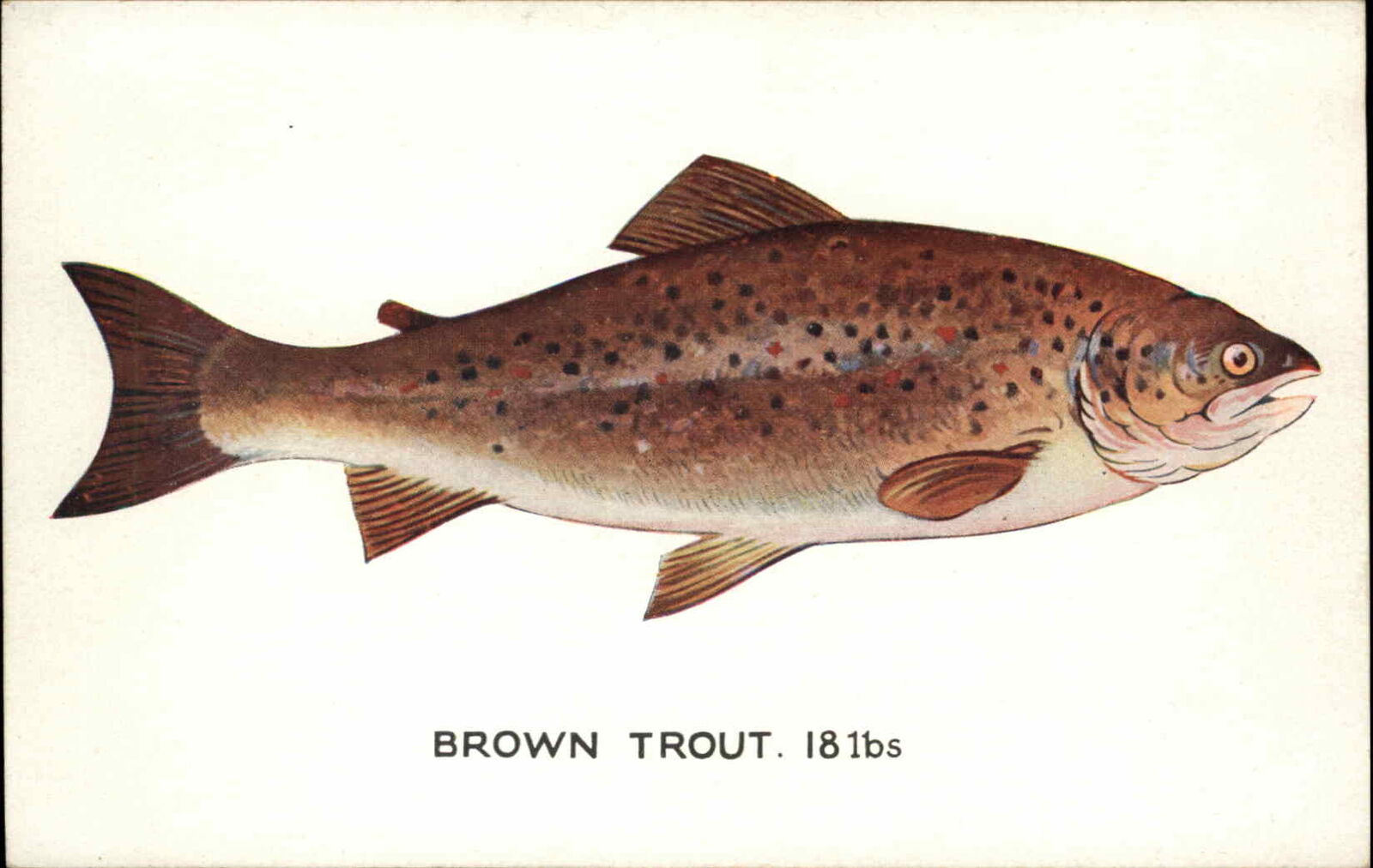 Tuck Natural History Brown Trout 