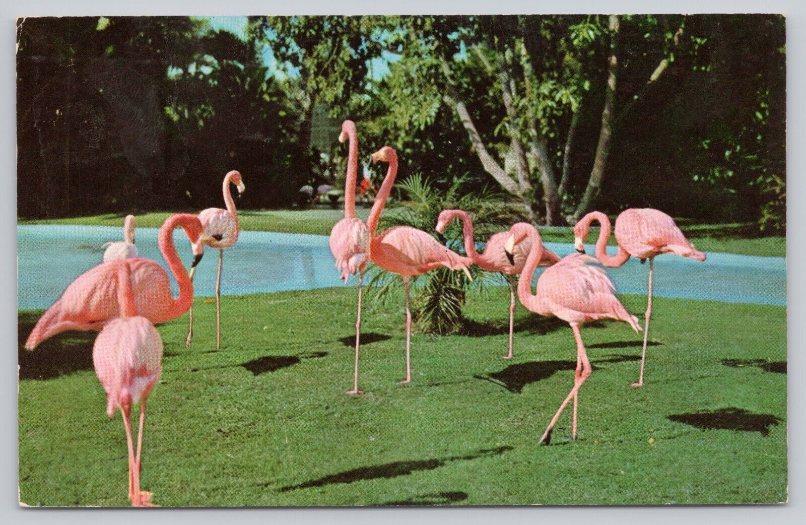 San Diego California, Dryer Flamingo Lagoon San Diego Zoo, Vintage Postcard