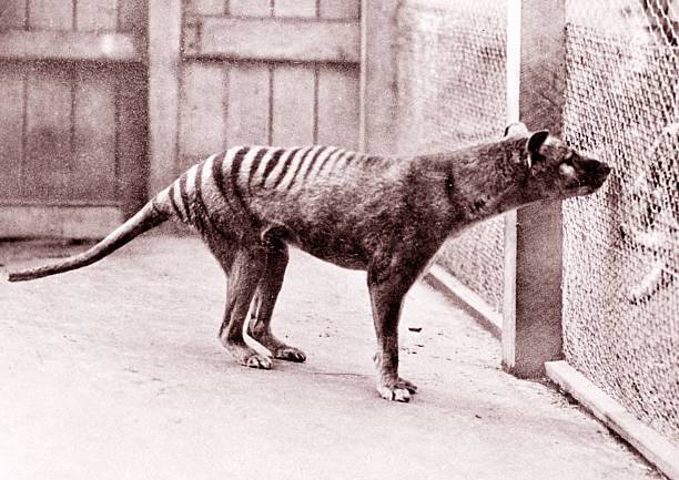Exinct Animal The Tasmanian Tiger c1930s No 4 Old Photo