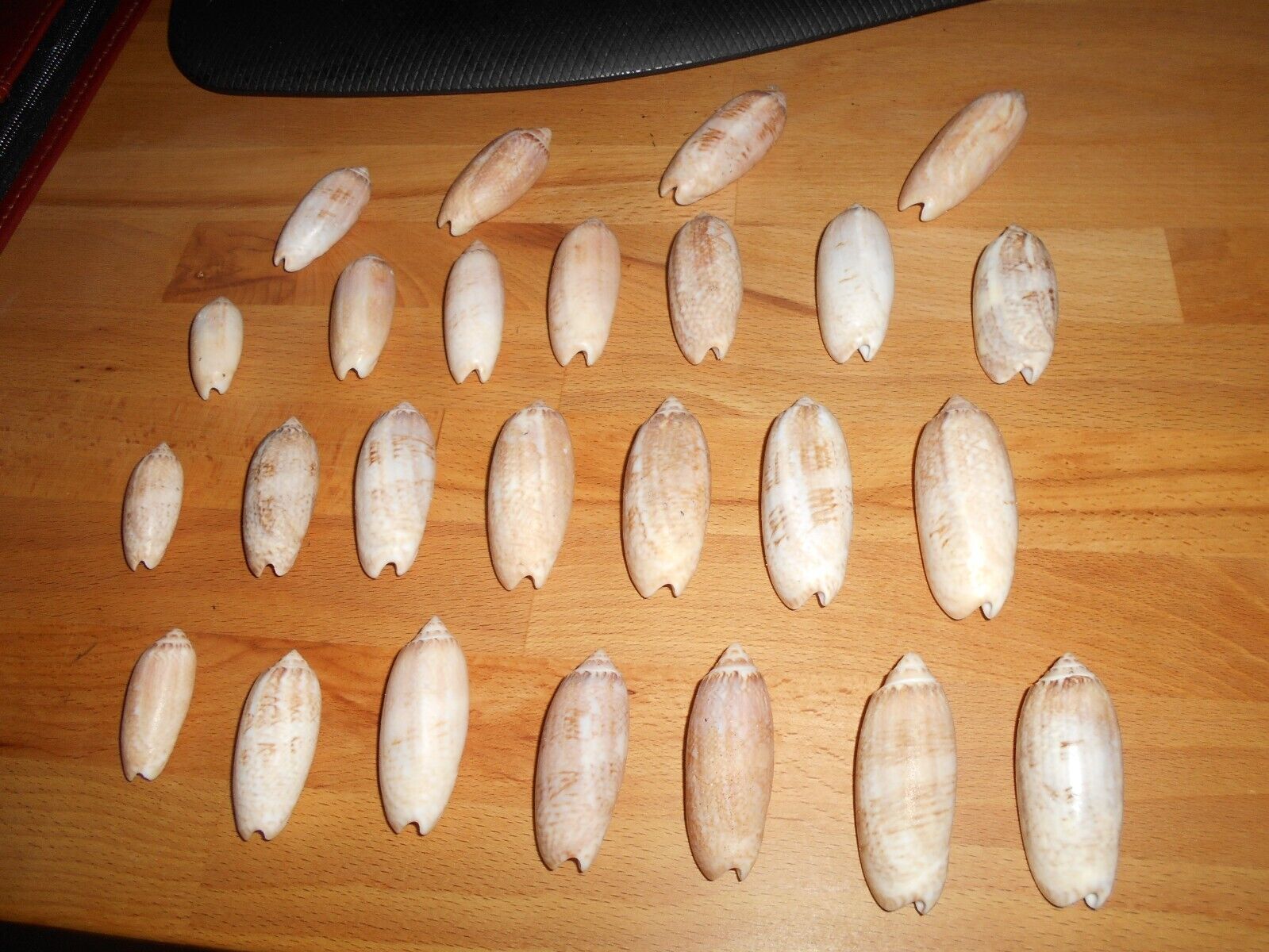 LOT OF 25 OLIVES SEA SHELLS  1.5- to almost 3\