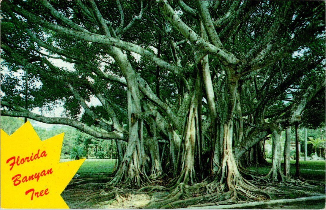 Postcard, Florida Colorful Banyan Tree