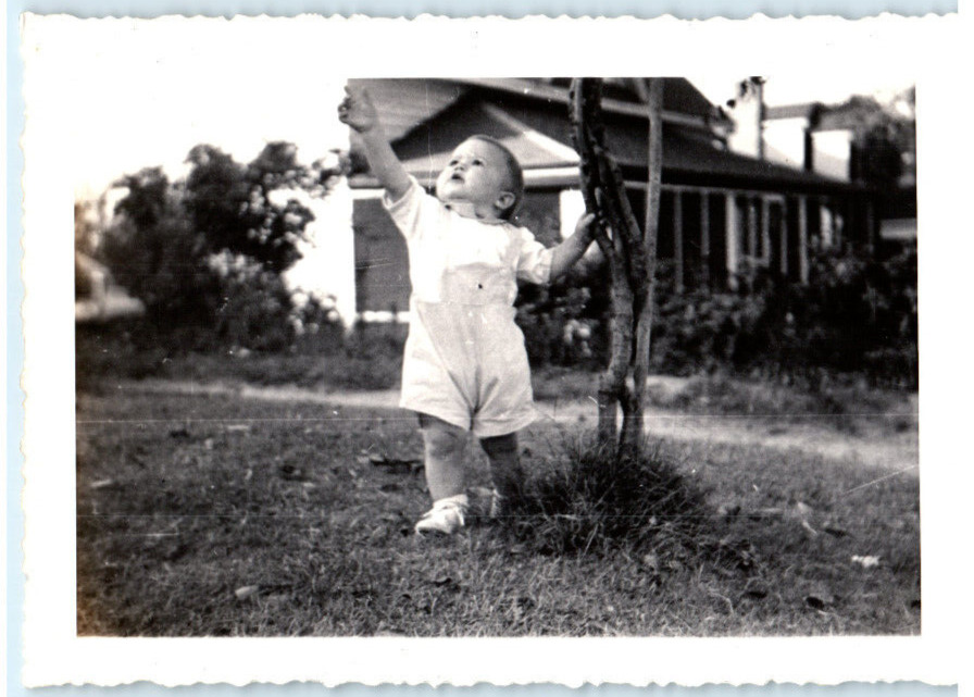 Vintage Photo October 1944, Baby leaning on tree, reaching for leaves, 4.5x3.5
