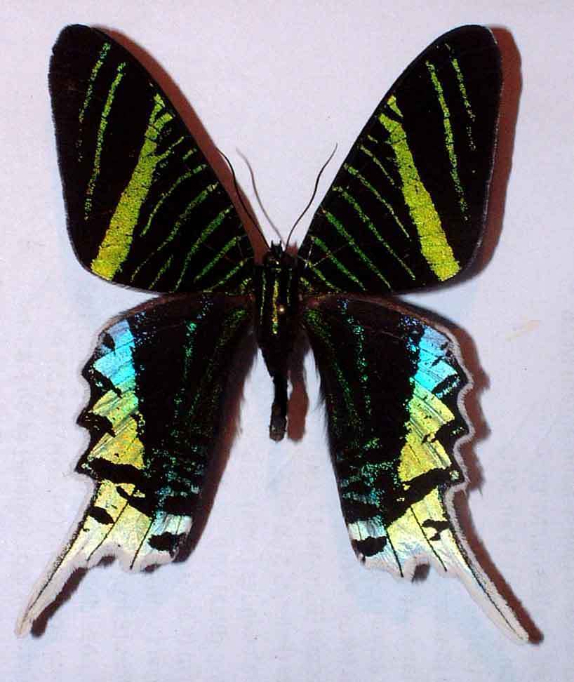 URANIA LEILUS - unmounted butterfly