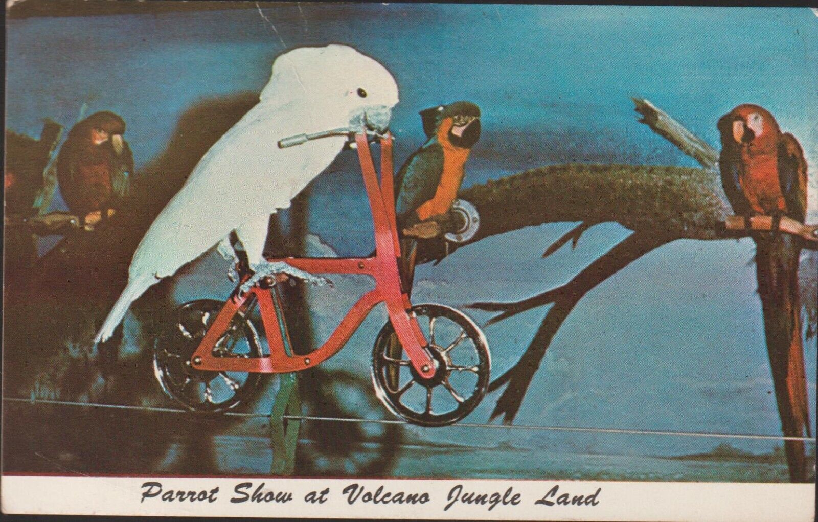 West Panama City Beach Florida Parrot Show Volcano Jungle Land UNP Postcard