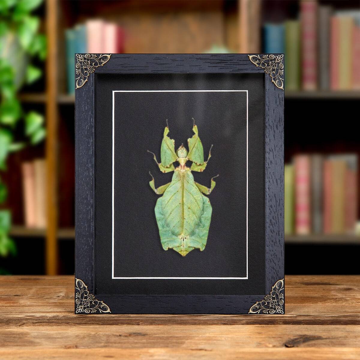 Giant Leaf Taxidermy insect in in Baroque Style Frame