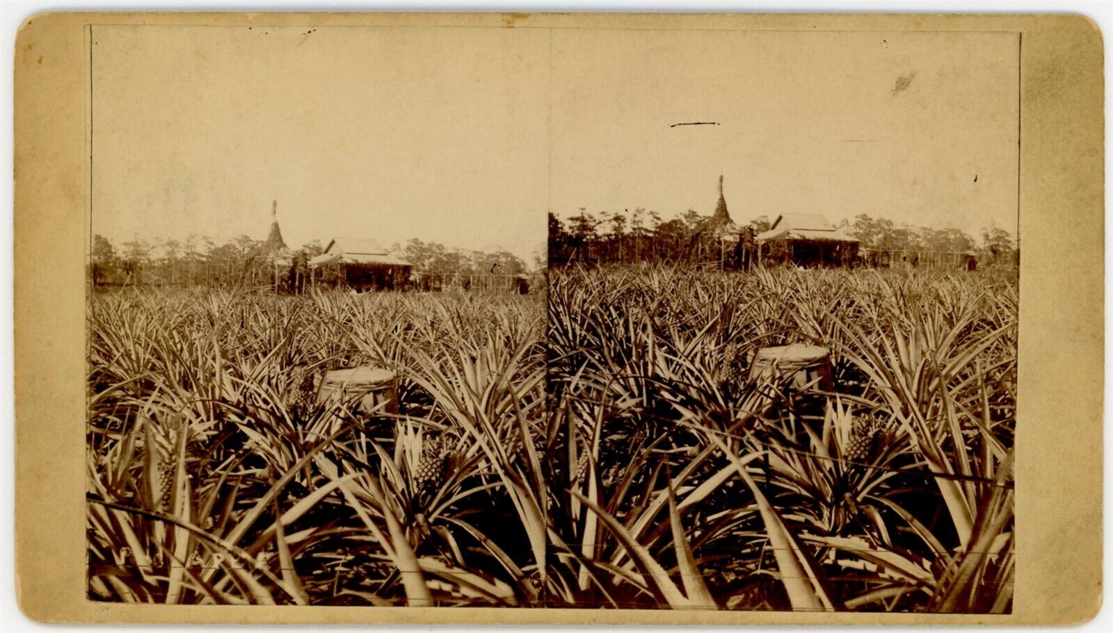 FLORIDA SV - Eustis - Pineapple Field - 1880s