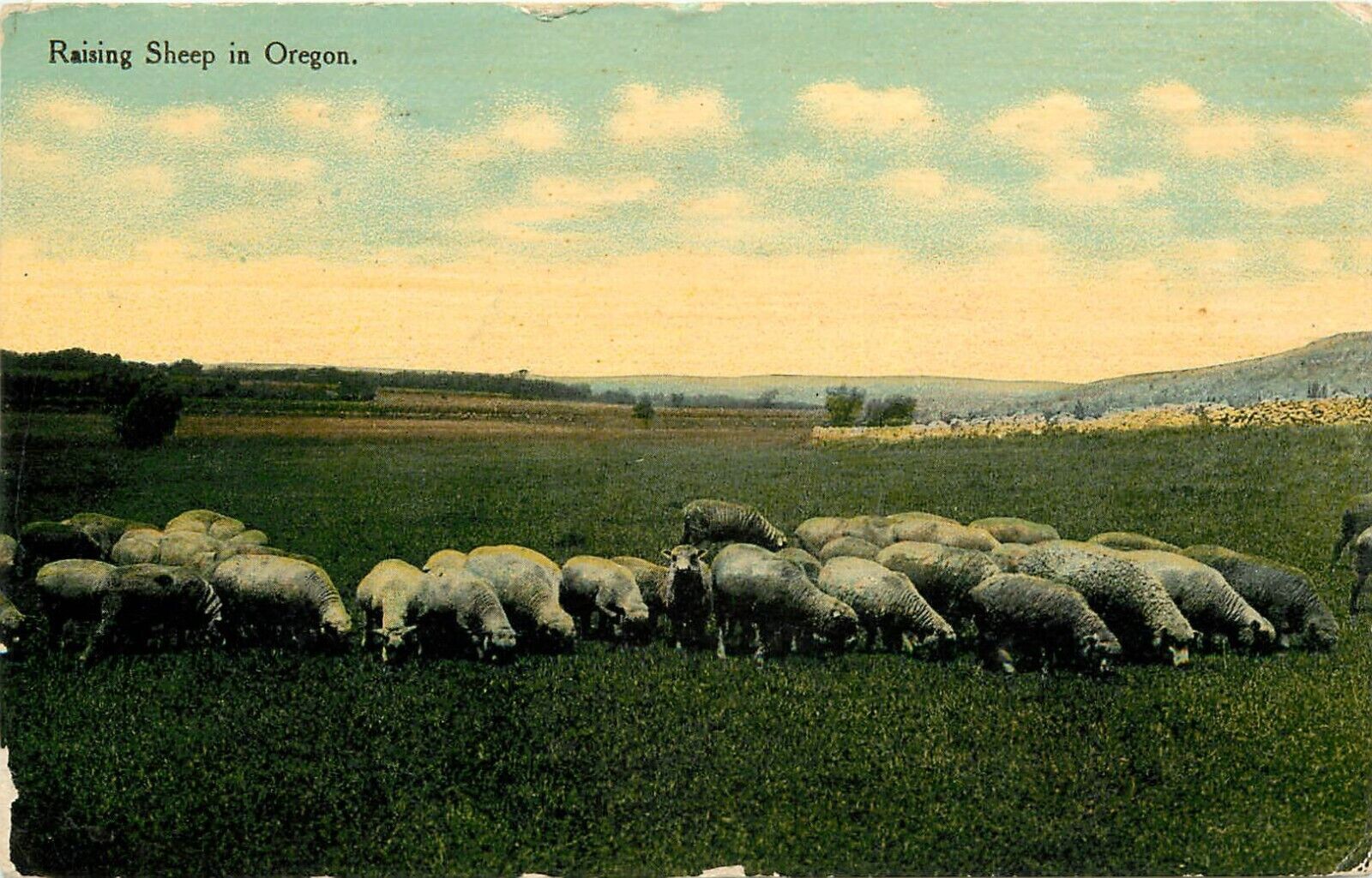 1912 Raising Sheep, Postmarked in Scio, Oregon Postcard