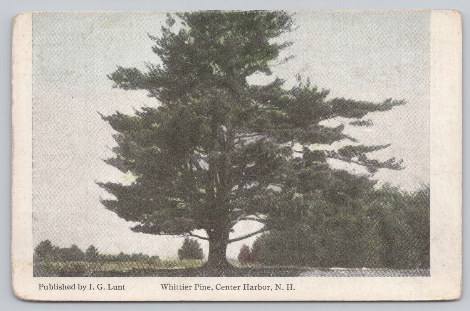 Center Harbor New Hampshire, Whittier Pine Tree, Vintage Postcard