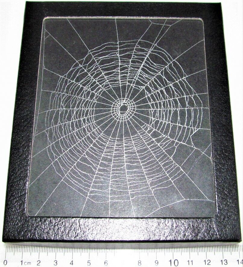 Orb weaver spider web framed preserved USA W2