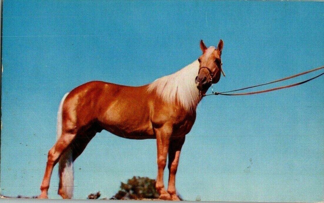 1950\'S. LINDLEY\'S GOLDEN ROCKET. PALOMINO HORSE. POSTCARD. GG10