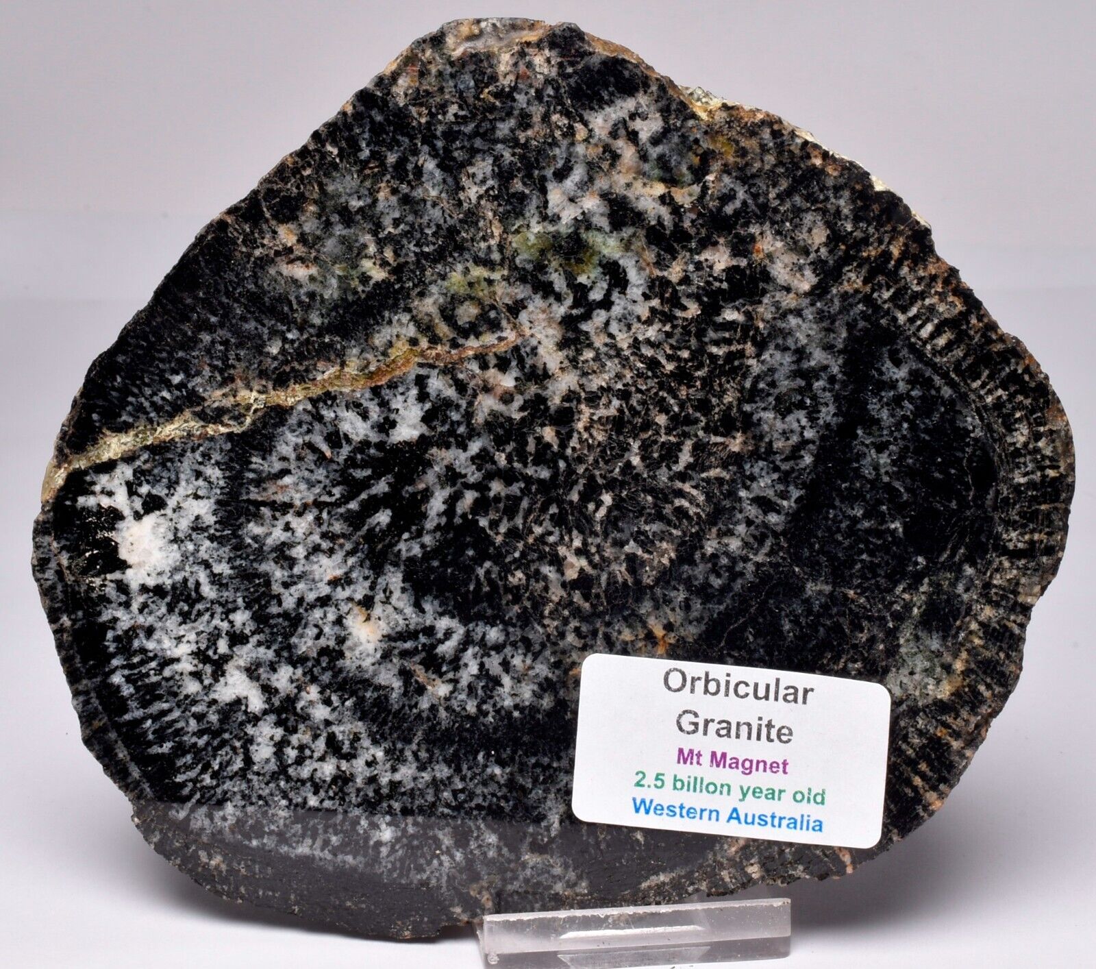ORBICULAR GRANITE NODULE, Mt Magnet, 2.5 billion year old, Australia S806